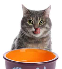 Picture for category Cat Food